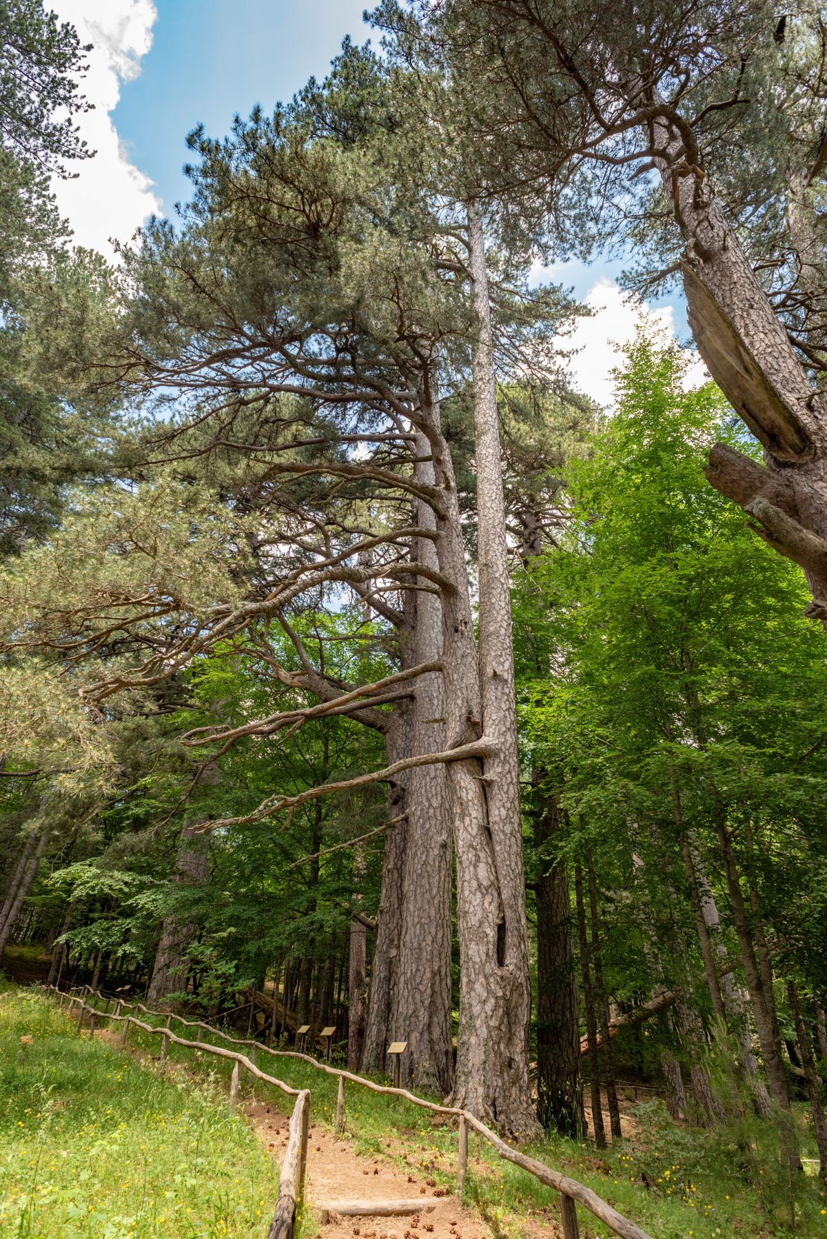 I pini larici secolari dei Giganti della Sila