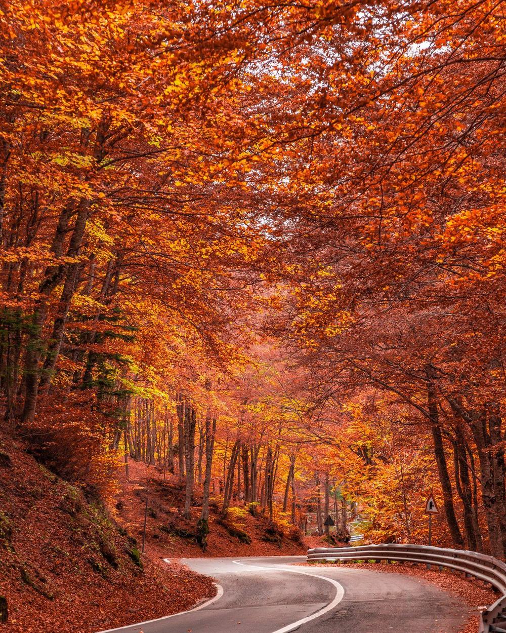 Una strada nel bosco di faggi rossi in autunno